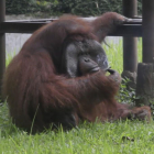 Ozon, el orangután del zoo de Bandung (Indonesia), tristemente famoso por fumar la colilla lanzada por un turista.-DA (AP)