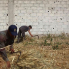 Recogida de la cosecha de trigo a las afueras de Damasco.-EPA / MOHAMMAD BADRA