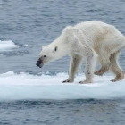 Imagen del oso polar desnutrido compartida por Kerstin Langenberger.-KERSTIN LANGENBERGER/FACEBOOK
