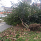 El árbol caído junto al paso de peatones de la calle Cartuja.-ECB