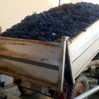 Por el momento se han recogido un total de 86.425.801 kilos de uva.-L.V.