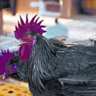 Dos magníficos ejemplares de gallos negros del Penedès-ARCHIVO