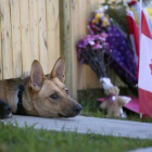 Los dos perros de Nathan Cirillo, el militar asesinado por un yihadista el miércoles en Otawa asoman bajo la puerta de su vivienda.-Foto: AP