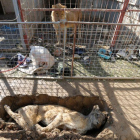 El único león del zoo de Mosul mira el cadaver de la leona desde su jaula.-MUHAMMAD HAMED / REUTERS