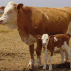 La vaca Vitória, ejemplar clonado a partir de una vaca adulta, junto a una de sus crías cría. Vitória nació en una explotación cientítica de Brasil.-Foto: ARCHIVO / EMBRAPA