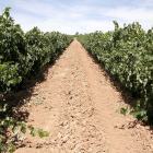 Imagen de viñas de Ribera del Duero. ECB