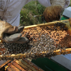 La apicultura burgalesa espera obtener una producción media de 20 kilos por colmena.