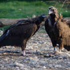 Pareja de buitre negro nidificante en la Sierra de la Demanda.