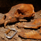 Cráneo del oso pardo encontrado por Edelweiss.