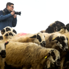 El joven burgalés Jorge Contreras hace fotos a un rebaño de ovejas.