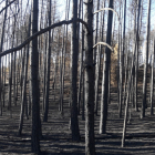 Arbolado afectado en el incendio de la sierra de Arlanza.