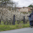 Imagen de los cerezos en flor del Valle de Caderechas.