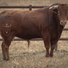 Los toros de Juan Pedro Domecq serán lidiados el lunes 1 de julio