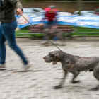 Monográfica 2024 organizada por el Club Español de Amigos del Perro Perdiguero de Burgos.