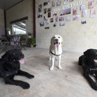 Uva, Lina y Java, perros usados en terapia en el HUBU