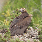 Buitre negro con su pollo, nacido en 2024 en la Sierra de la Demanda.