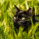 Mäsëräti, un gato rescatado,  Fotografía ganadora de uno de los premios.