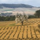 Viñedos de la Denominación de Origen Ribera del Duero en La Horra.