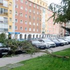 Imagen de una rama caída por efecto del viento.