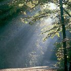 La luz se filtra entre los bosques de las localidades de Bajauri y Obécuri.