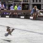 La proliferación de palomas es un "grave problema" en determinadas zonas de la ciudad.