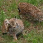 Ejemplares de lince ibérico en cautividad.