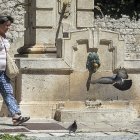 El servicio está encargado, entre otras labores, del control de las  palomas.