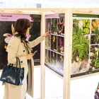 Sierra de Atapuerca. Una mirada botánica es el resultado de cuatro años de estudio de las pequeñas flores que nacen en la sierra de Atapuerca. Más de 600.