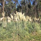 Plumero de la pampa.