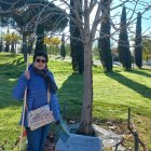 Este es el castaño que plantará el Museo.