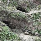Huras de conejos en el término municipal de Villaldemiro (Burgos).