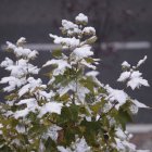 Archivo - Nieve, helada, frío, invierno, nevada.