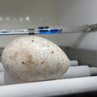 El huevo de buitre negro rescatado, en una incubadora de Grefa.