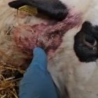 Oveja atacada por el lobo en Arcellares del Tozo.