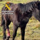 Dos investigados en Burgos por no atender a un caballo con fractura en una pata cuyo hueso perforaba la piel .