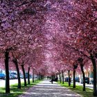 Ciruelo de jardín en floración.