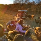 Un grupo de personas interactúa con unos bisontes.