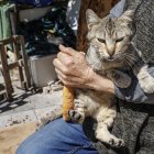 Uno de los alimentadores con un gato que ya le conoce y se acerca en busca de comida.