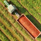 Archivo - Un tractor con tomates en el campo.