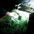 Imagen de la droga incautada.