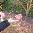 Un ave atrapada, y posteriormente rescatada por la Guardia Civil, en una red japonesa.