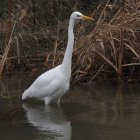 Ardea Alba.
