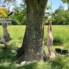 Dos corderos colgados de un árbol.