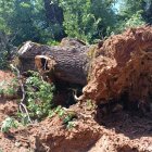 Roble centenario talado en Tolbaños de Abajo.