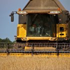 La ola de calor obligado a algunos agricultores burgaleses a cosechar de cereal antes de lo previsto.