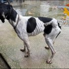 Imagen de uno de los animales rescatados.