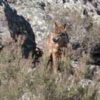 Archivo - Un lobo ibérico del Centro del Lobo Ibérico en localidad de Robledo de Sanabria, en plena Sierra de la Culebra.