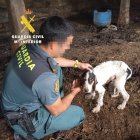 Imagen de uno de los animales.