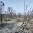 El incendio forestal entre Moncalvillo y Palacios de la Sierra calcinó 10 hectáreas.