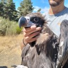 Primer plano de un buitre negro tras su marcaje con GPS.
